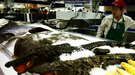 Imagini DEZGUSTĂTOARE din piața din Wuhan/ Câini, pisici, șobolani, koala vii striviți în cuști și sacrificați 