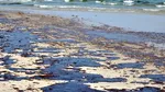 Alertă la Marea Neagră. Tonele de păcură din Bulgaria s-ar putea extinde și spre România