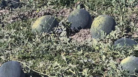 Pepenii de Dăbuleni, preferați și toamna. Cum încearcă agricultorii să-și scoată investițiile pe ultima sută de metri