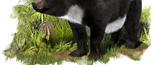 Ursul panda ar putea fi originar din Europa