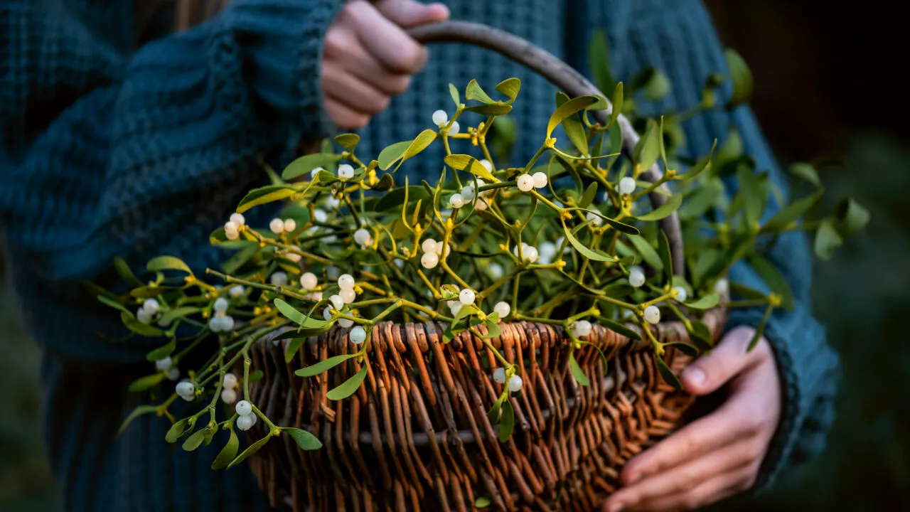 Mai mult decât un simplu simbol al iubirii. Vâscul, planta care aduce beneficii ecosistemului și sprijină medicina