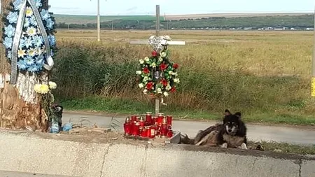 Hachiko din Iași. Un câine veghează locul morții unui tânăr de 21 de ani. Ieșenii i-au adus o cușcă și mâncare