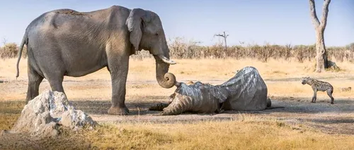 Gest emoționant al unui elefant. Animalul a stat de veghe la căpătâiul unui prieten căzut