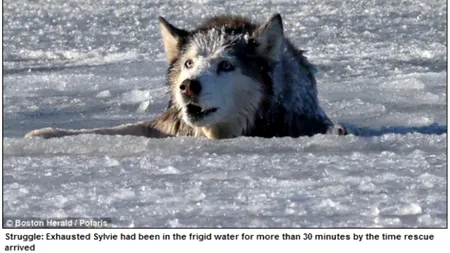 FOTO. Moment emoționant petrecut într-un parc din Boston. 
