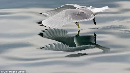 Acesta este pescărușul care „vorbește