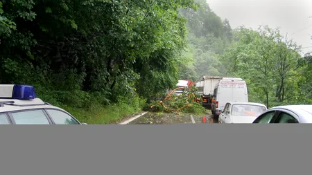 Circulație îngreunată pe DN1, pe Valea Prahovei: șoseaua este blocată de un copac