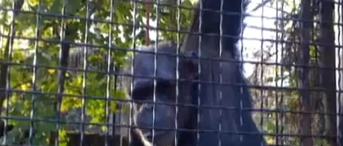 Felix a murit la 43 de ani: povestea singurului cimpanzeu de la Zoo Băneasa. Cine e acum decanul de vârstă al Grădinii 