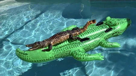 Imagine rară: Aligator real surprins în timp ce stătea pe un aligator gonflabil, într-o piscină - VIDEO