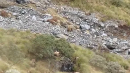 Câte animale sunt în această imagine? Camuflajul este uimitor 