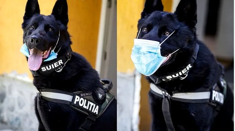 Șuier, câinele polițist, ne învață cum să purtăm corect masca de protecție (GALERIE FOTO)