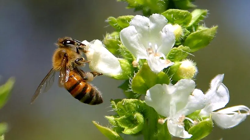 Dispariția albinelor ar duce la creșterea mortalității cu 3%