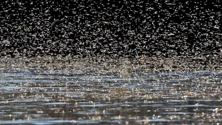 Miliarde de insecte au împerecheri homosexuale 