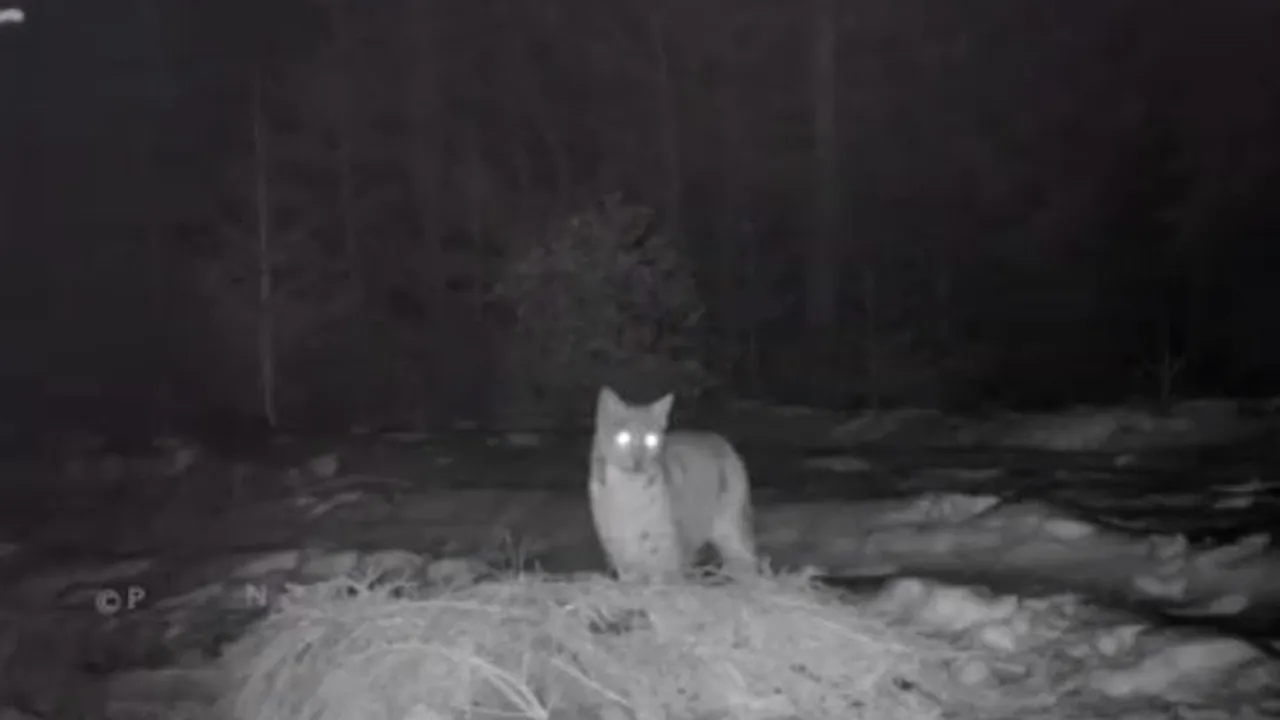 Imagini rare cu un râs, surprinse în Parcul Național Piatra Craiului