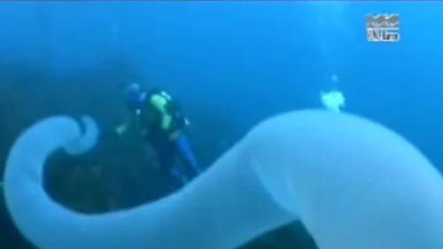 VIDEO. Imagini rare cu Unicornul mărilor. Este un gigant, arată terifiant