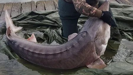 Povestea incredibilă a unui sturion care „s-a lăsat