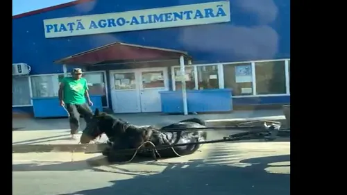 VIDEO| Scene de o cruzime ieșită din comun, în Dolj. Un bărbat își lovește de zeci de ori calul prăbușit pe asfalt