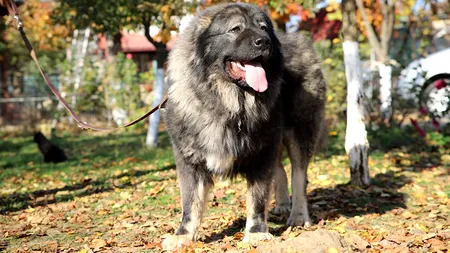 Un copil de șase ani din Dâmbovița a fost atacat și ucis de câinele familiei