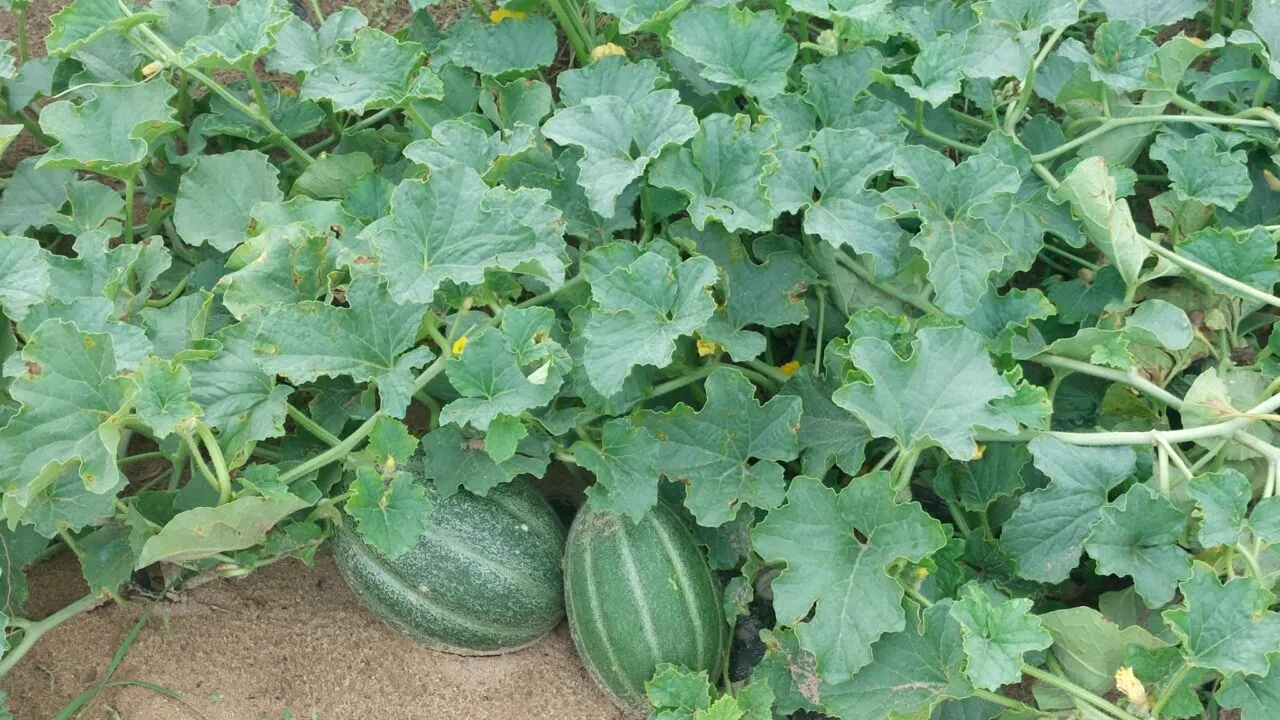 Pepenii de DĂBULENI ajung mai târziu pe tarabe. Producția, afectată de vremea rea