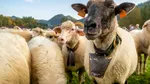 România, Bulgaria, Grecia și Croația pregătesc o acțiune comună pentru deblocarea exporturilor de animale