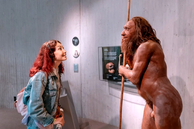 După trăsăturile lor faciale, proporțiile corpului, nasul cârn și gros, picioarele robuste și brațele musculoase și după pieptul larg, neanderthalienii erau mai bine adaptați la frigul erei glaciare din Europa - Figurină din ceară ce reprezintă un om de Neanderthal, Muzeul Neanderthal din Dusseldorf. Sursa Foto: Profimedia 