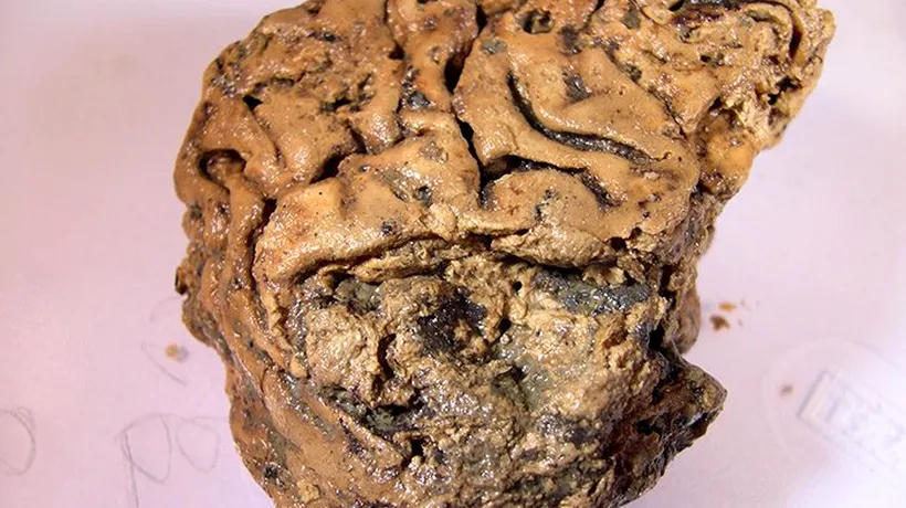Cum arată creierul înaintașilor noștri: A rămas aproape intact timp de 2.600 de ani / Explicația experților - FOTO