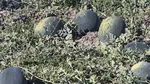 Pepenii de Dăbuleni, preferați și toamna. Cum încearcă agricultorii să-și scoată investițiile pe ultima sută de metri