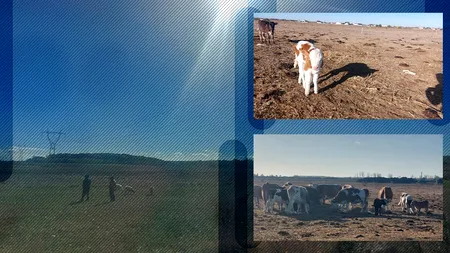 Seceta lasă animalele fără HRANĂ. Fermierii din Olt au apelat la nutrețul cumpărat pentru iarnă
