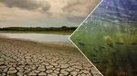Seceta afectează puternic fermele piscicole din România. Fenomenul, extins în Europa Centrală și de Est, provoacă pagube de milioane de euro