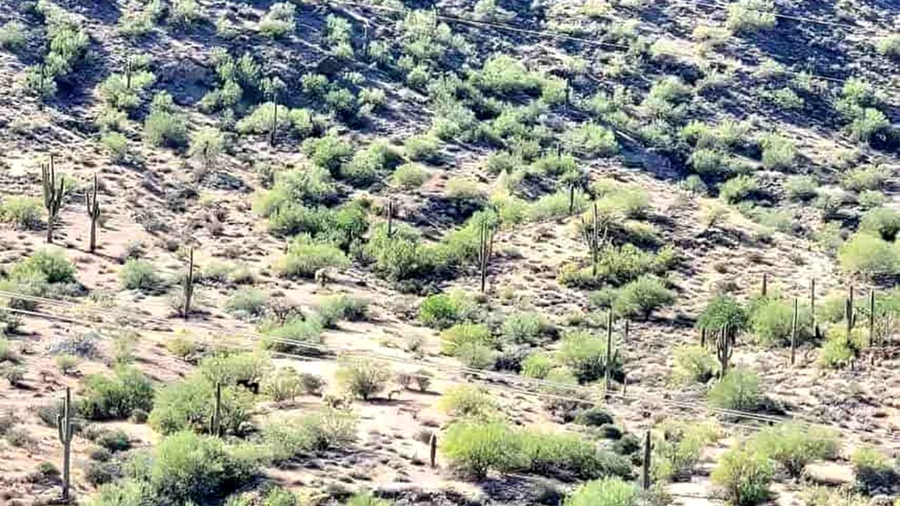 Test optic | Ai o vedere de nota 10 dacă găsești calul ascuns în imaginea aceasta