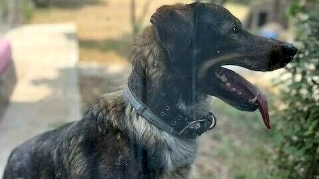 Toby, câinele care trăia de 5 ani în curtea sediului PNL, a ajuns la adăpost. Ludovic Orban acuză: „Epigonii instalaţi la ordin la butoanele partidului l-au alungat”