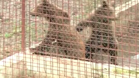 Leii și urșii lui lui Nuțu Cămătaru, mutați de Garda de Mediu la ZOO