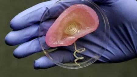 Cercetătorii americani au scos o ureche bionică la o imprimantă 3D