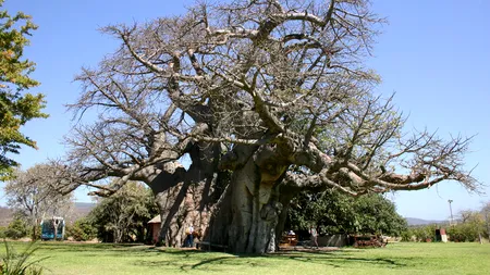 Cei mai mari și mai bătrâni arbori de pe Terra încep să moară