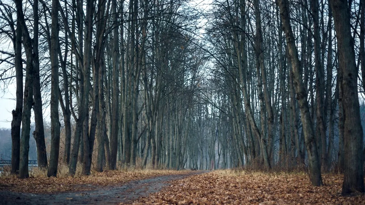 Cazul revoltător al „copiilor din pădure”. Cum a rămas o familie izolată din Italia fără cei 3 copii. De la ce a pornit totul, de fapt