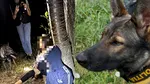 Vâlcea: Doi copii dispăruți noaptea au fost găsiți de Luna, câinele de urmă al Serviciului Criminalistic