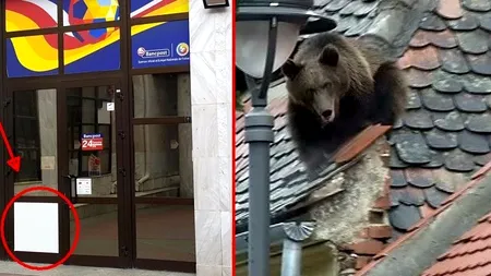 Motivul pentru care dosarul ursului împușcat la Sibiu a fost mutat la Alba Iulia