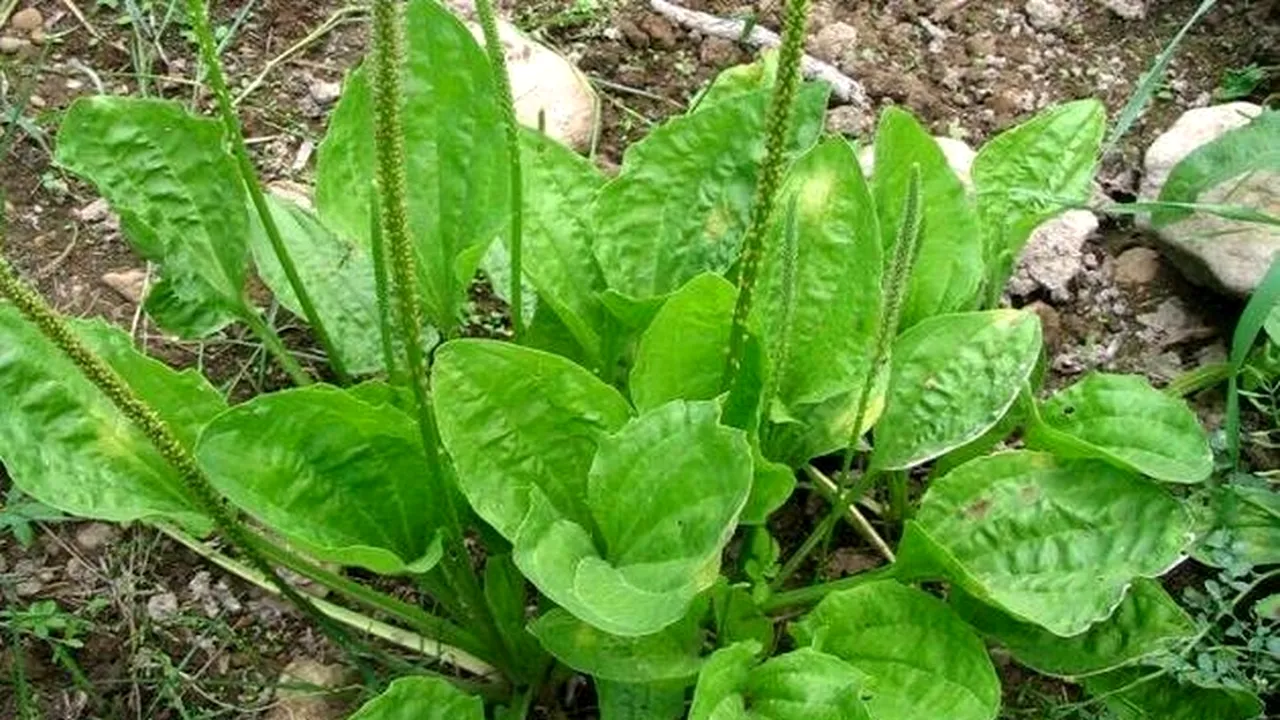 Plantele sălbatice care pot fi incluse în meniu. Planta care poate înlocui cafeaua