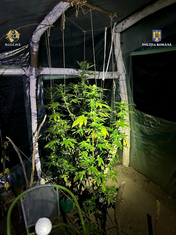 Bacău: Profesor de Engleză, suspectat că vindea canabis