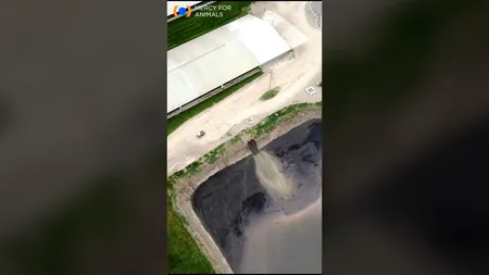 VIDEO | Imagini filmate cu drona la o fermă de vaci provoacă revoltă. Ce a descoperit un ONG