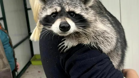 O mână de oameni și un vis. Fundația Visul Luanei a salvat mii de animale sălbatice rănite, orfane sau abandonate | VIDEO