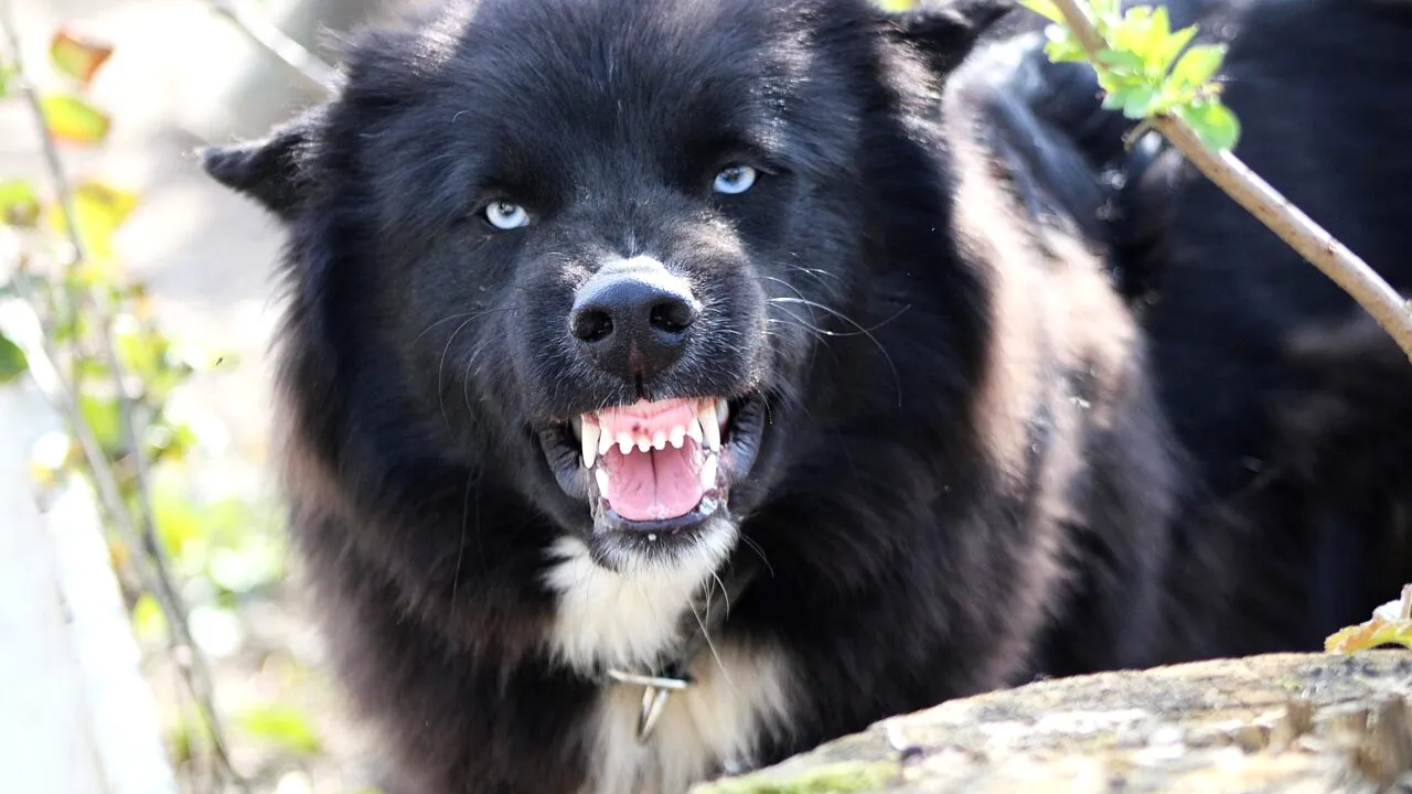 Un copil de 8 ani, în stare gravă la spital după ce a fost mușcat de un câine