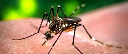 EXPERT: Bolile transmise de țânțari, ca malaria și febra dengue, se răspândesc în Europa din cauza climei!