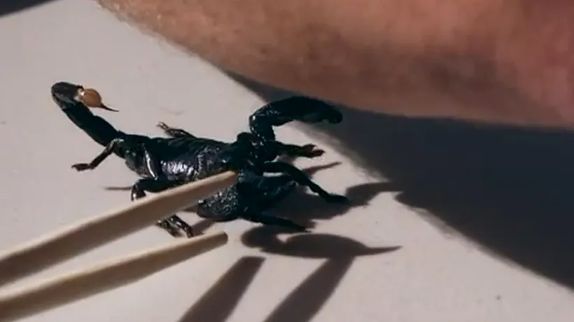 VIDEO. Atacul unui scorpion, filmat cu încetinitorul