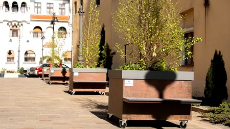 Țara nu are bani, dar Oradea cumpără copaci pe roți cu 2.600 de euro bucata. Poze incredibile cu “pădurea urbană mobilă” din orașul lui Bolojan 