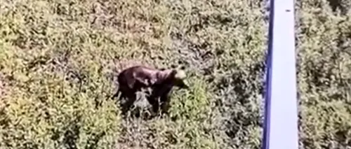 Alertă extremă în Ilfov: Ursul din Ciolpani a fost văzut din nou. Mesaje RO-ALERT, transmise locuitorilor: „Evitați zona! Rămâneți în case!”