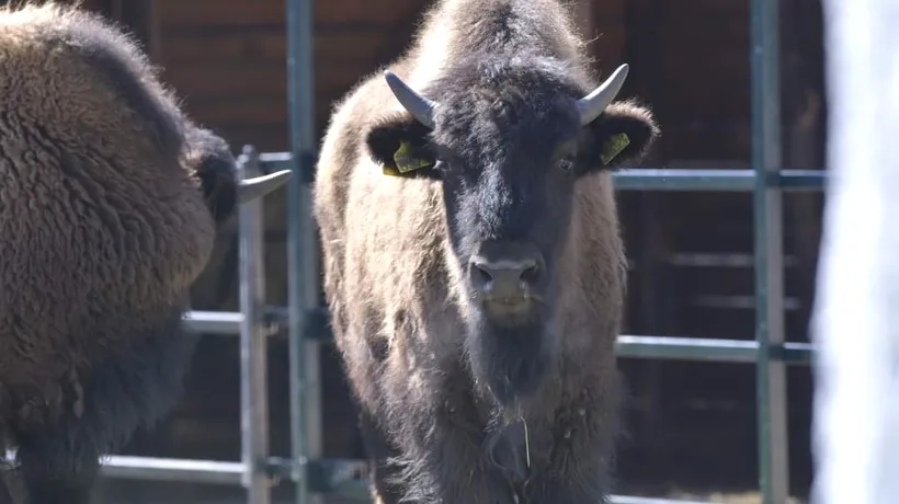 Bizoni americani la ZOO Craiova, noua atracție de Paște