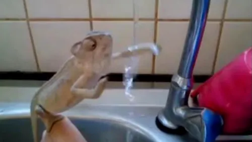 VIDEO. Acesta este cel mai curat cameleon din lume
