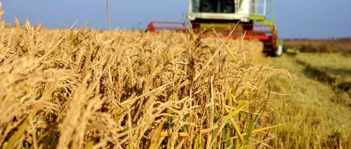 Egiptul a cumpărat iar 300.000 tone de grâu. România este și ea printre câștigătoarele licitației din 8 ianuarie