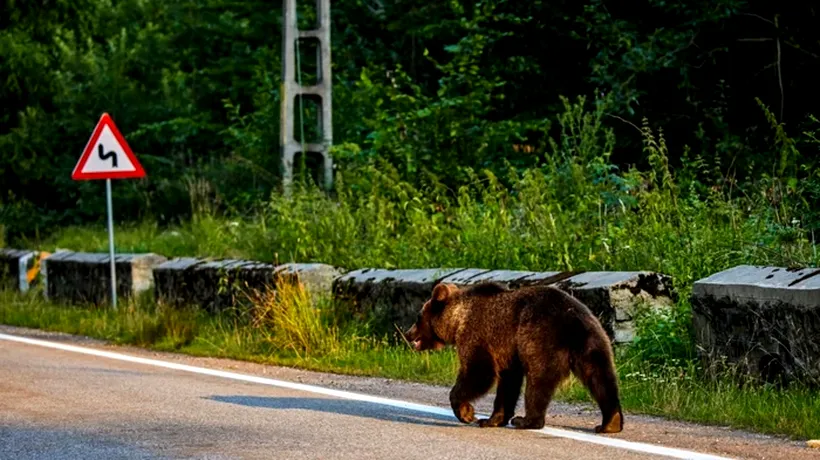 Urs văzut pe străzile din Ploiești. Autoritățile au emis un mesaj RO-ALERT