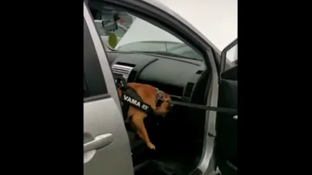 CAPTURĂ. Droguri de peste un milion de euro, descoperite de Ruby, cel mai bun câine antidrog din țară / VIDEO